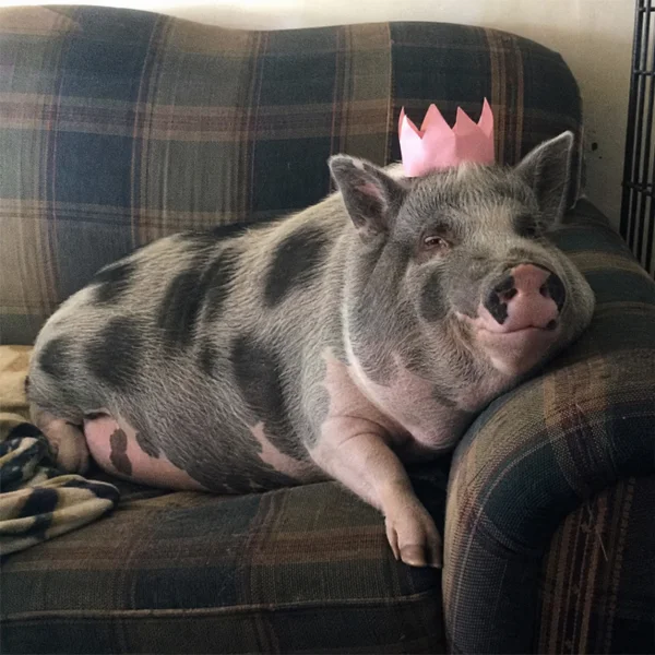 Waddles token artwork